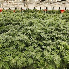 GOOD GREEN(FT. JOSH ZALDONIS)