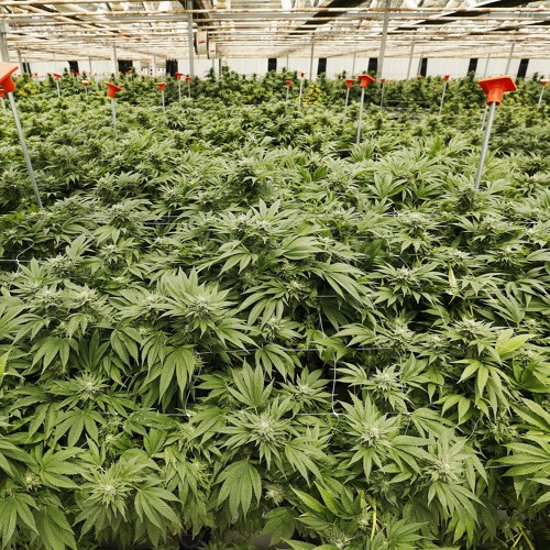 GOOD GREEN(FT. JOSH ZALDONIS)