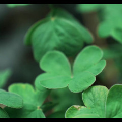 A Friend Like You - Gert Holle - In Erinnerung an Gerd 12.11.2025