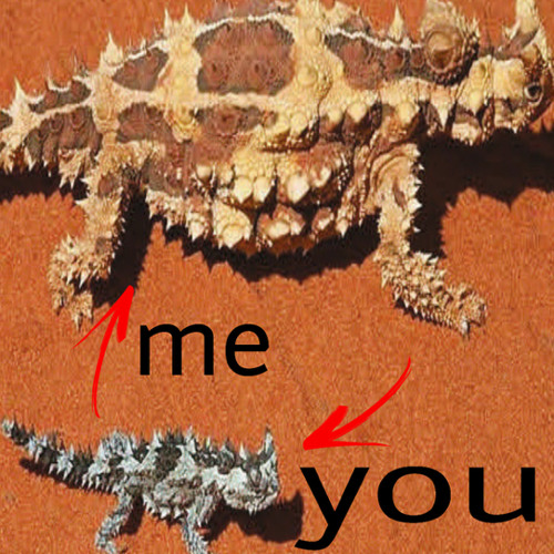 thorny devil (Kodeine!)