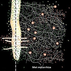 Mycorrhiza