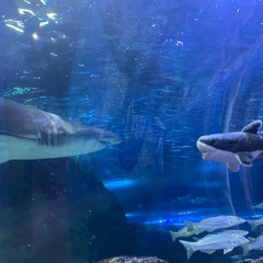 underwater