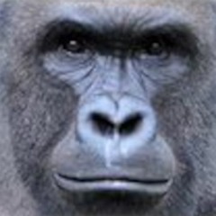 yapasurspotify toussa la musique de la playlist