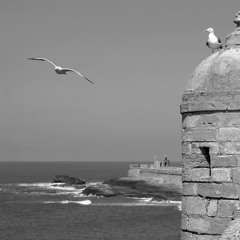 A Seagull Over Essouira