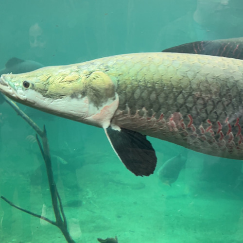 jamaikaJamaika X atypisk X branco.mp3