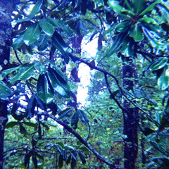 Azureus (Jungle)