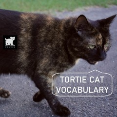 Tortie Cat Vocabulary sound FX library preview