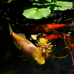 𓆟⋆Dancey Groovy House Mix ⋆𓆝