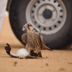 "أحسْب أنّك تيمّم بإتجاهي وين ما يمّمت/ أثر لا أنته ورايه في الطريق ولا أنت قدّامي"