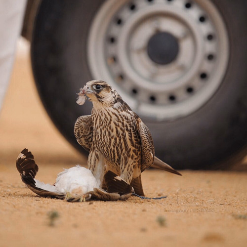 "أحسْب أنّك تيمّم بإتجاهي وين ما يمّمت/ أثر لا أنته ورايه في الطريق ولا أنت قدّامي"