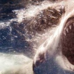 Blood in the water