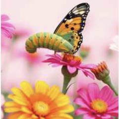 (Mini Musical) Warren the Dreaming Worm