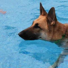 Dogtooth