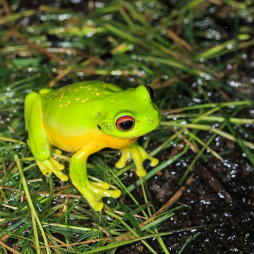 Red-eyed Treefrogs