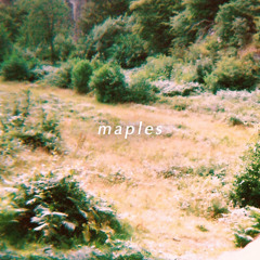 Maples