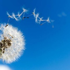 My First Meditation (demo)