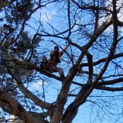 CLIMBING TREES