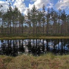 Henry Laks - Muusika Urmas Alender - Pihlapuu