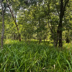 Orchestrated Frogs and Insects in Cypress Swamp post-dusk ambience, Sullivan Lake, August 2022