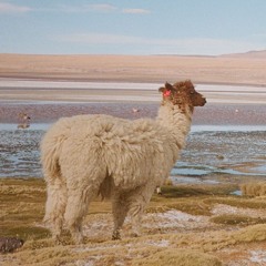 Gillette - Mr. Personality (DJ Coriander Remix)