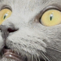 The shire 2.WAV