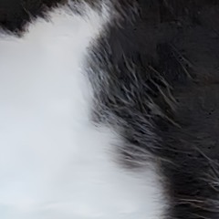 Dabada