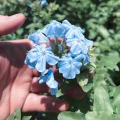 Wildflower (prod. PULSE)