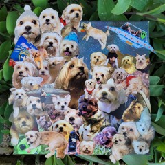 Chulita Fefa -  Golden Something