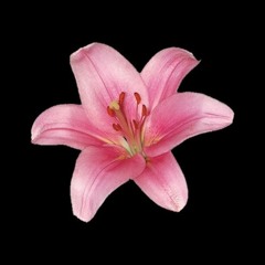 🌸🌱