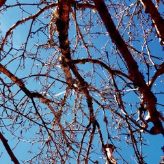 There is plastic in the trees