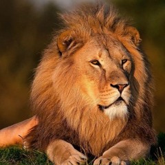 MUFASA FREESTYLE