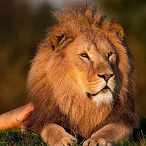 MUFASA FREESTYLE