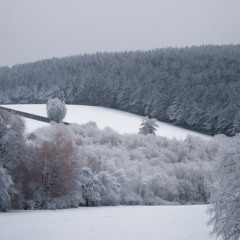 Kahverengi
