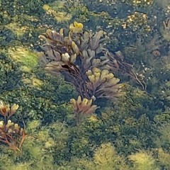 Sea Weed