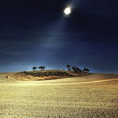 Night Field