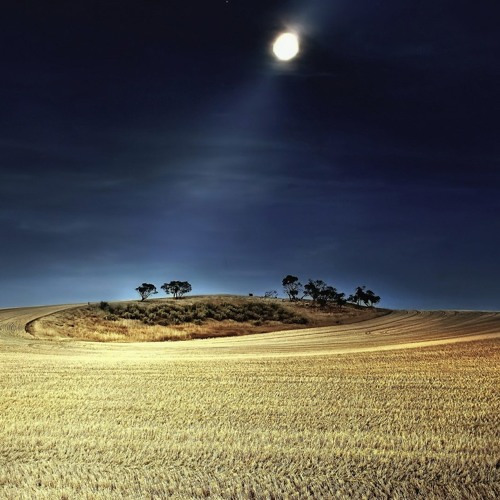 Night Field