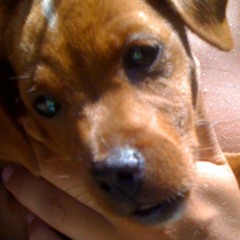 Holden