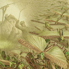 lil soda boi - plagues