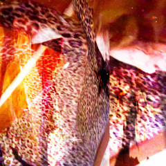 chinese ‧₊ ᵎᵎ ᝰ ⌞p. abt⌝