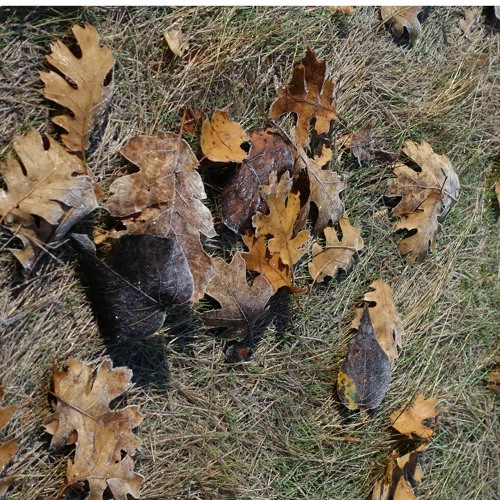 Autum leaves