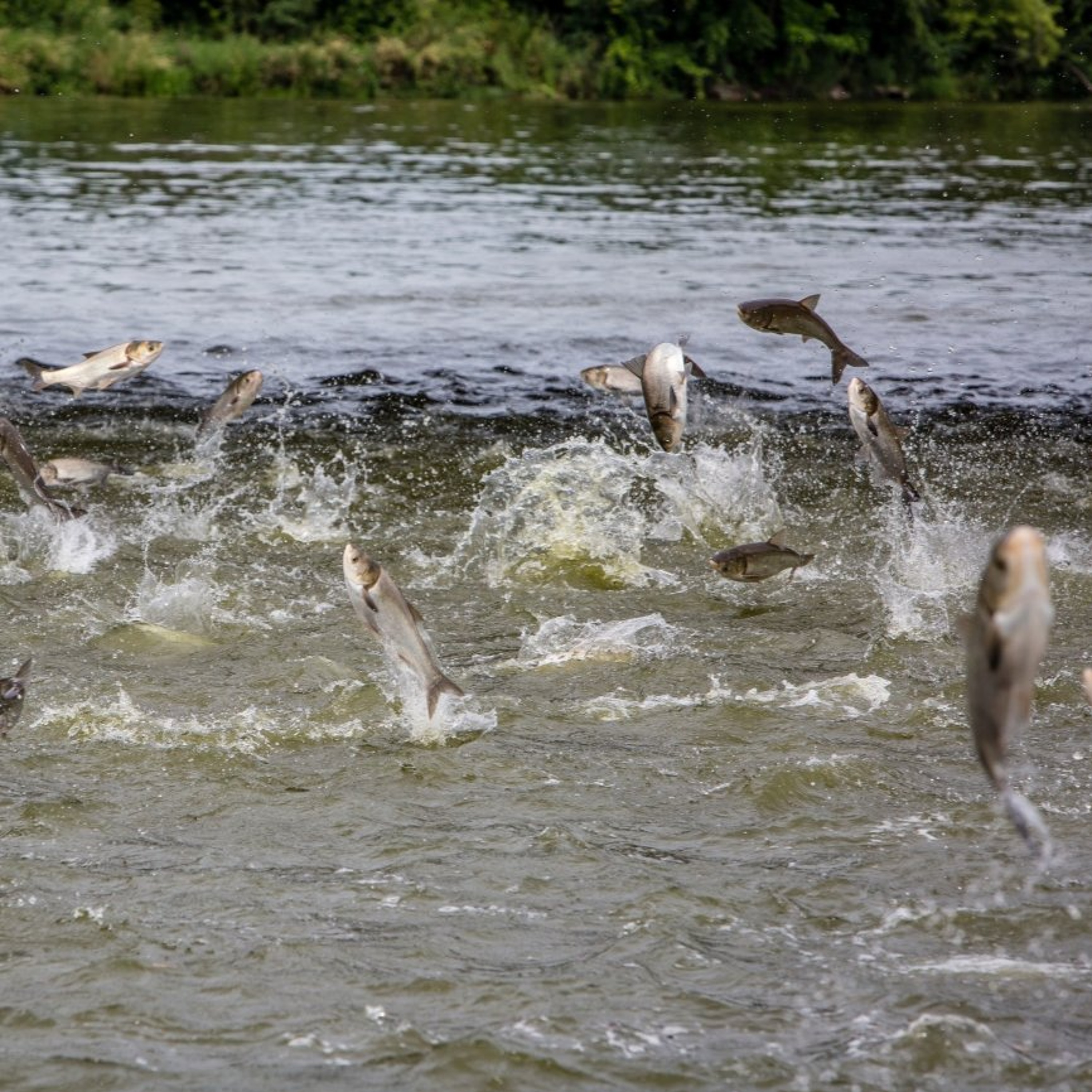 Asian carp threaten native fish in Wisconsin rivers episode artwork