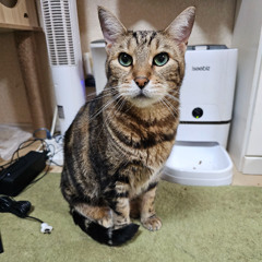 【初音ミク】Chai