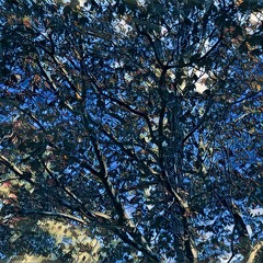 Star Swamp River Boat