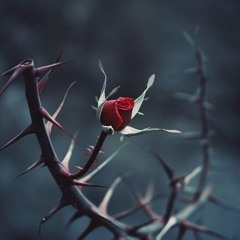 Thorn Music 🥀