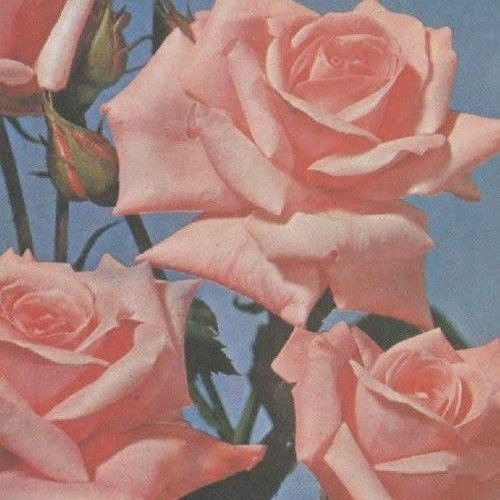 [Cover] Rosas - Nica Del Rosario feat. Gab Pangilinan