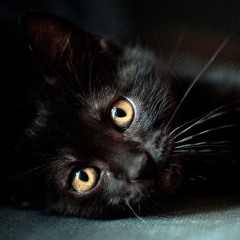 Katzenlied ( Deutsch )