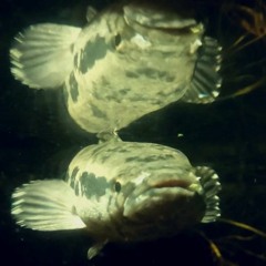 Snakehead