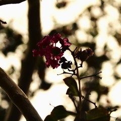 HEART ON THE LINE