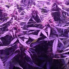 SirZootzAlot 420 BunDat Shit