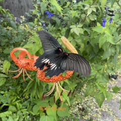Broken Wings